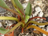 Pelargonium radicatum