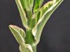 Pedilanthus tithymaloides