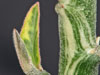 Pedilanthus tithymaloides