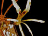 Pelargonium undulatum