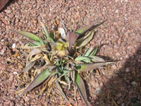 hylocereus frost damage