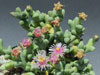 Ruschia primosii