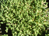 Sedum acre