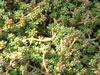 Sedum album