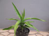 Sansevieria arborescens