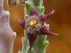 Stapelia arenosa