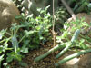 Senecio articulatus