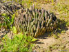 Stapelia asterias