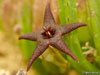 Stapelia baylissii