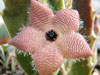 Stapelia clavicorona