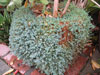 Sedum dasyphyllum