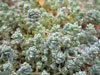 Sedum dasyphyllum