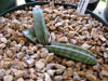 Sansevieria eilensis