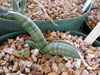 Sansevieria eilensis