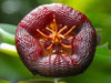 Stapelia engleriana