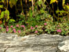 Sedum ewersii