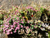 Sedum ewersii