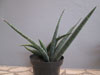 Sansevieria fischeri