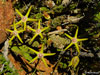 Stapelia flavopurpurea