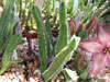 Stapelia gettliffei