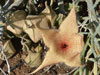 Stapelia gigantea