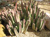 Stapelia grandiflora