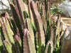 Stapelia grandiflora