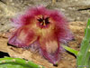 Stapelia hirsuta