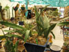 Sansevieria kirkii