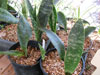 Sansevieria longiflora