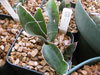 Sansevieria metallica