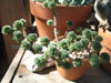 Sedum multiceps