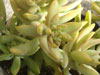 Sedum nussbaumerianum