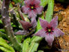 Stapelia paniculata