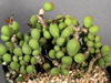 Tylecodon decipiens