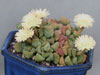 Titanopsis primosii