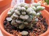 Tylecodon schaeferanus