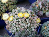 Titanopsis primosii