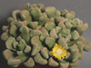 Titanopsis schwantesii