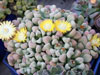 Titanopsis schwantesii