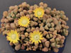 Titanopsis schwantesii