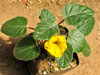 Uncarina roeoesliana