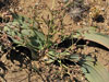 Welwitschia mirabilis