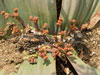 Welwitschia mirabilis