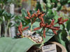 Welwitschia mirabilis