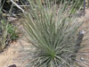 Yucca angustissima