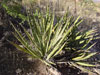 Yucca baccata