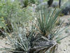 Yucca baccata