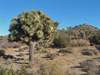 Yucca brevifolia