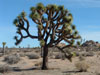 Yucca brevifolia